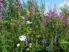 12. Febus en Flora (5)
